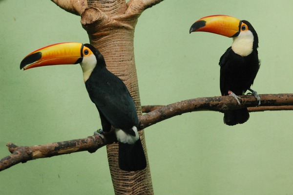 Toucan Ramphastos_toco_in_the_Bronx_Zoo Ramphastos