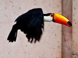 Toucan Ramphastos_tocokeel billed flying Ramphastos