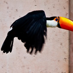 Toucan Ramphastos_tocokeel billed flying Ramphastos