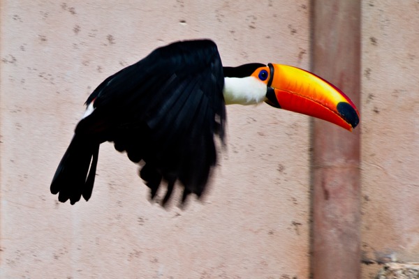 Toucan Ramphastos_tocokeel billed flying Ramphastos