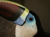 Toucan Ramphastos_tucanus Brazil head blue  Ramphastos