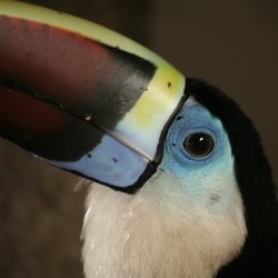 Toucan Ramphastos_tucanus Brazil head blue  Ramphastos