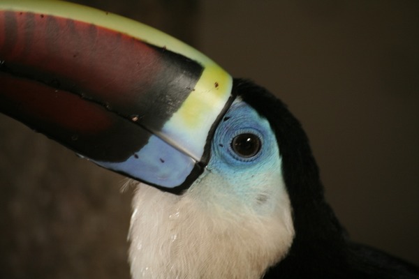 Toucan Ramphastos_tucanus Brazil head blue  Ramphastos