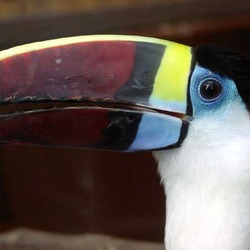 Toucan Ramphastos_tucanus Ramphastos