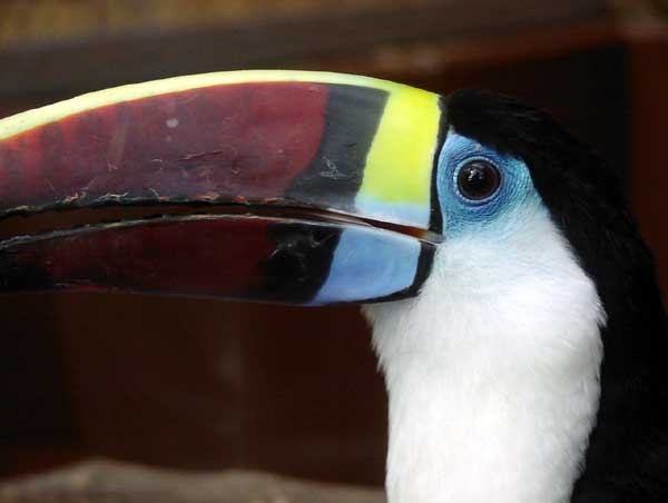 Toucan Ramphastos_tucanus Ramphastos