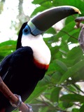 Toucan Ramphastos_tucanus blue Brazil  Ramphastos