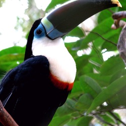 Toucan Ramphastos_tucanus blue Brazil  Ramphastos