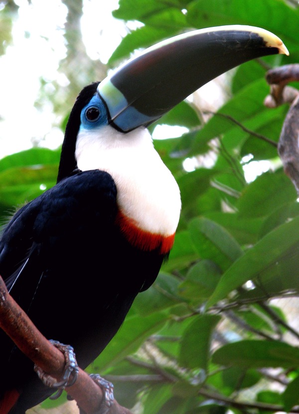 Toucan Ramphastos_tucanus blue Brazil  Ramphastos