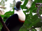 Toucan Ramphastos_tucanus blue Ramphastos