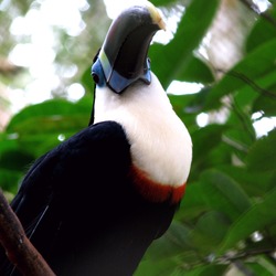 Toucan Ramphastos_tucanus blue Ramphastos