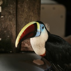 Toucan Ramphastos_tucanus_-Brazil Ramphastos