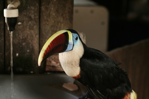 Toucan Ramphastos_tucanus_-Brazil Ramphastos