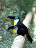 Toucan Ramphastos_vitellinus Birds_of_Eden South_Africa Ramphastos (2)