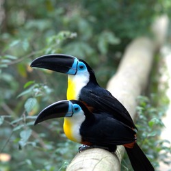 Toucan Ramphastos_vitellinus Birds_of_Eden South_Africa Ramphastos (2)