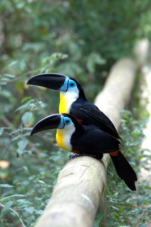 Toucan Ramphastos_vitellinus Birds_of_Eden South_Africa Ramphastos (2)