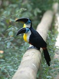 Toucan Ramphastos_vitellinus Birds_of_Eden South_Africa Ramphastos