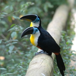 Toucan Ramphastos_vitellinus Birds_of_Eden South_Africa Ramphastos