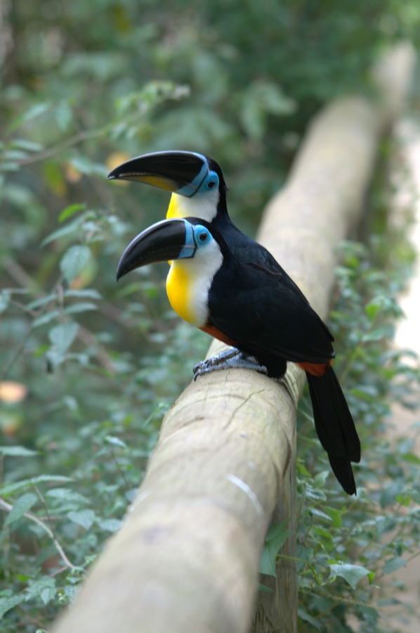 Toucan Ramphastos_vitellinus Birds_of_Eden South_Africa Ramphastos