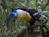 Toucan Ramphastos_vitellinus Birds_of_Eden black blue Ramphastos