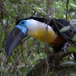 Toucan Ramphastos_vitellinus Birds_of_Eden black blue Ramphastos