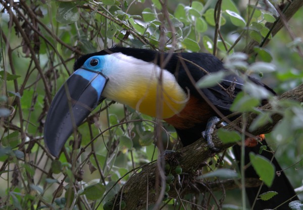 Toucan Ramphastos_vitellinus Birds_of_Eden black blue Ramphastos