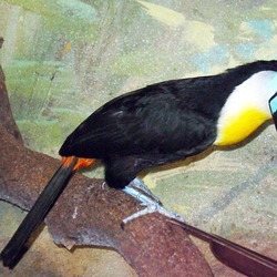 Toucan Ramphastos_vitellinus Channel billed_Toucan) Ramphastos