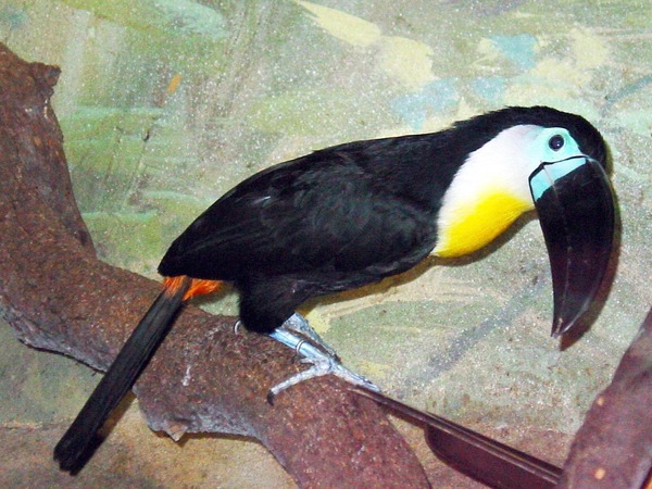 Toucan Ramphastos_vitellinus Channel billed_Toucan) Ramphastos