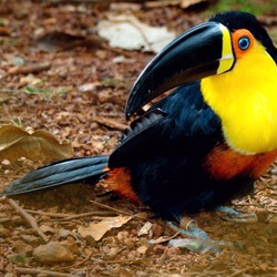 Toucan Ramphastos_vitellinus_-Brazil-8 Ramphastos