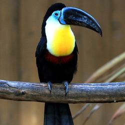 Toucan Ramphastos_vitellinus_-Matsue_Vogel_Park-8a-4c Ramphastos