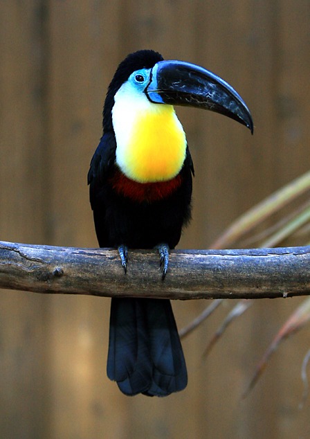 Toucan Ramphastos_vitellinus_-Matsue_Vogel_Park-8a-4c Ramphastos