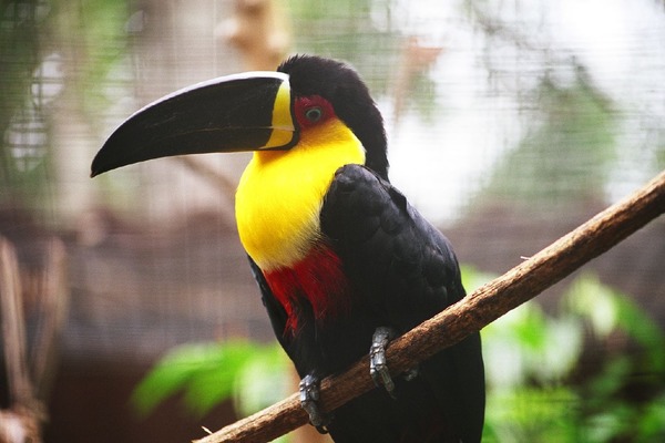 Toucan Ramphastos_vitellinus_-Parque_das_Aves-6 Ramphastos