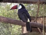 Toucan Red-billed_toucan_31l07 Ramphastos