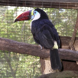 Toucan Red-billed_toucan_31l07 Ramphastos