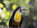 Toucan Red-breasted_Toucan Ramphastos