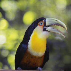 Toucan Red-breasted_Toucan Ramphastos