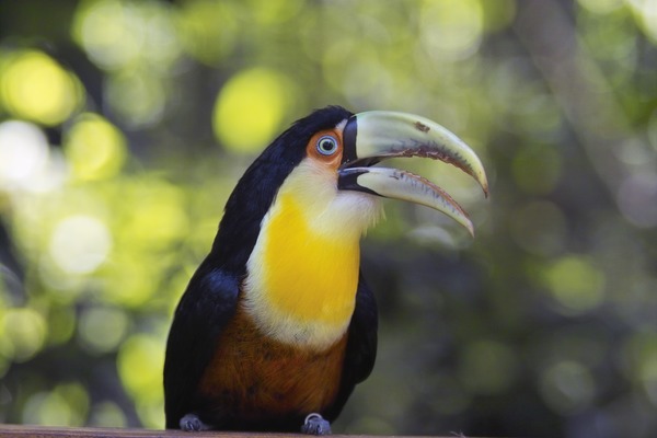 Toucan Red-breasted_Toucan Ramphastos