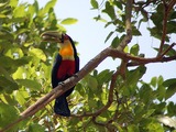 Toucan Red-breasted_Toucan_(Ramphastos_dicolorus) ToekanRamphastos