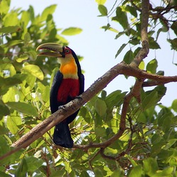 Toucan Red-breasted_Toucan_(Ramphastos_dicolorus) ToekanRamphastos