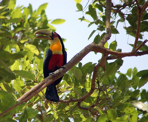 Toucan Red-breasted_Toucan_(Ramphastos_dicolorus) ToekanRamphastos