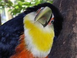 Toucan Red-breasted_Toucan_front Ramphastos