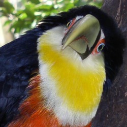 Toucan Red-breasted_Toucan_front Ramphastos