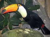 Toucan Reuzentoekan,_Toco_Toucan Ramphastos toco Rotterdam Ramphastos