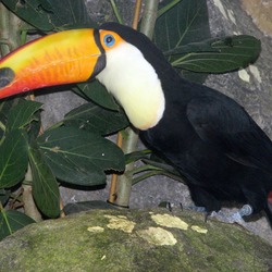 Toucan Reuzentoekan,_Toco_Toucan Ramphastos toco Rotterdam Ramphastos