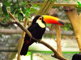 Toucan Riesentukan Toco_Toucan Weltvogelpark Ramphastos