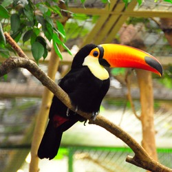 Toucan Riesentukan Toco_Toucan Weltvogelpark Ramphastos