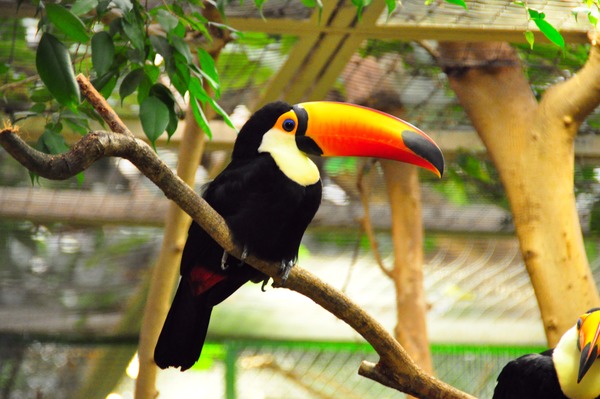 Toucan Riesentukan Toco_Toucan Weltvogelpark Ramphastos