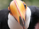 Toucan Toco close up Ramphastos