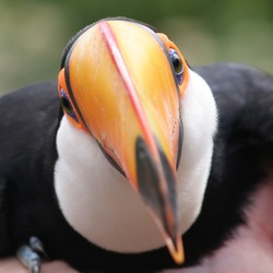 Toucan Toco close up Ramphastos