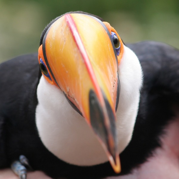 Toucan Toco close up Ramphastos