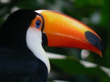 Toucan Toco keel billed  Aves Ramphastos